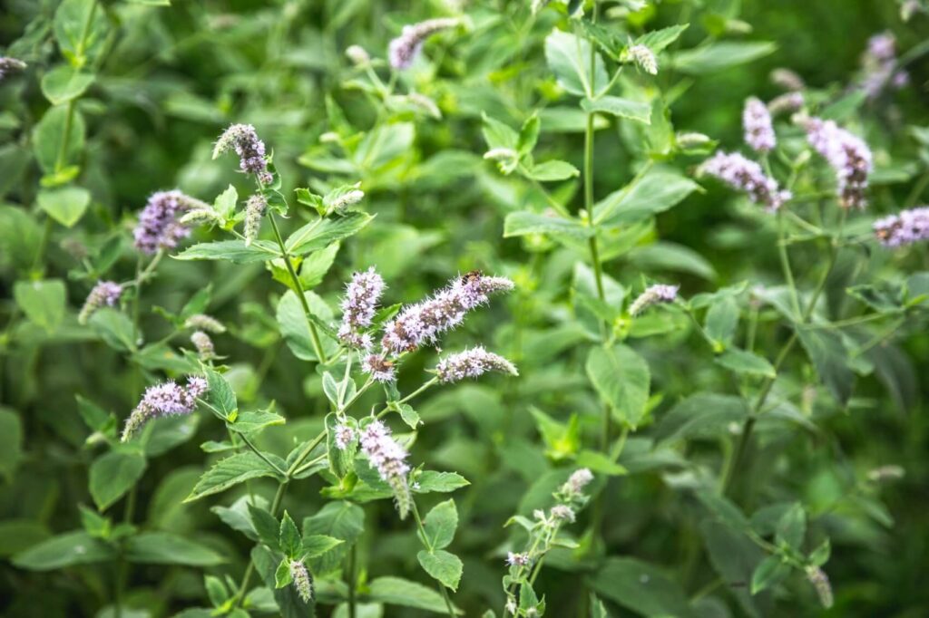 15 Powerful Medicinal Herbs You Should Grow