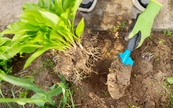 The Easiest Ways To Propagate Plants In The Home And Garden