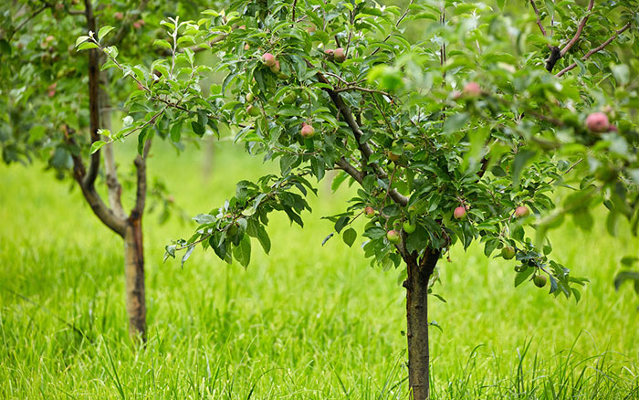 Top 10 Most Beautiful Small Trees For Your Garden