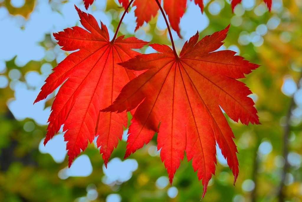 What You Should Do In The Garden In October