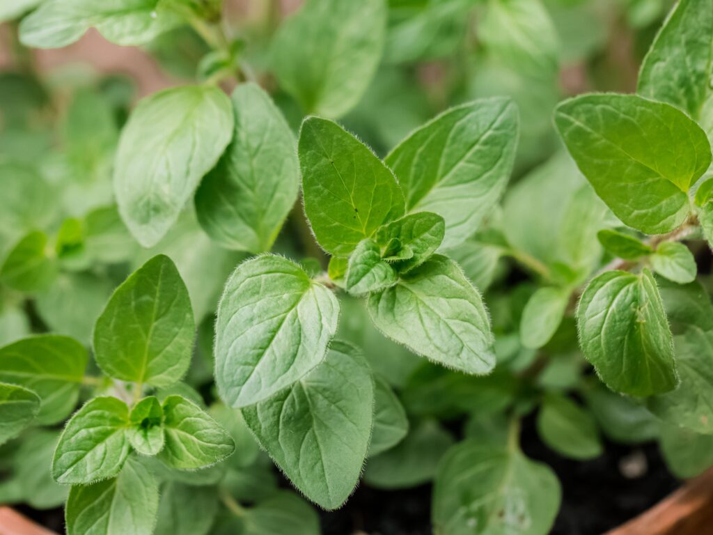 15 Powerful Medicinal Herbs You Should Grow