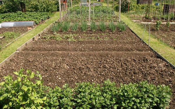 Why You Should Try The No-Dig Gardening Method