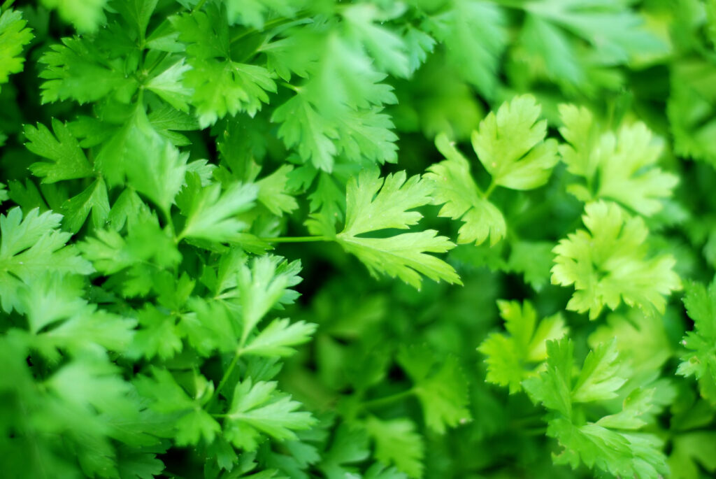 15 Powerful Medicinal Herbs You Should Grow