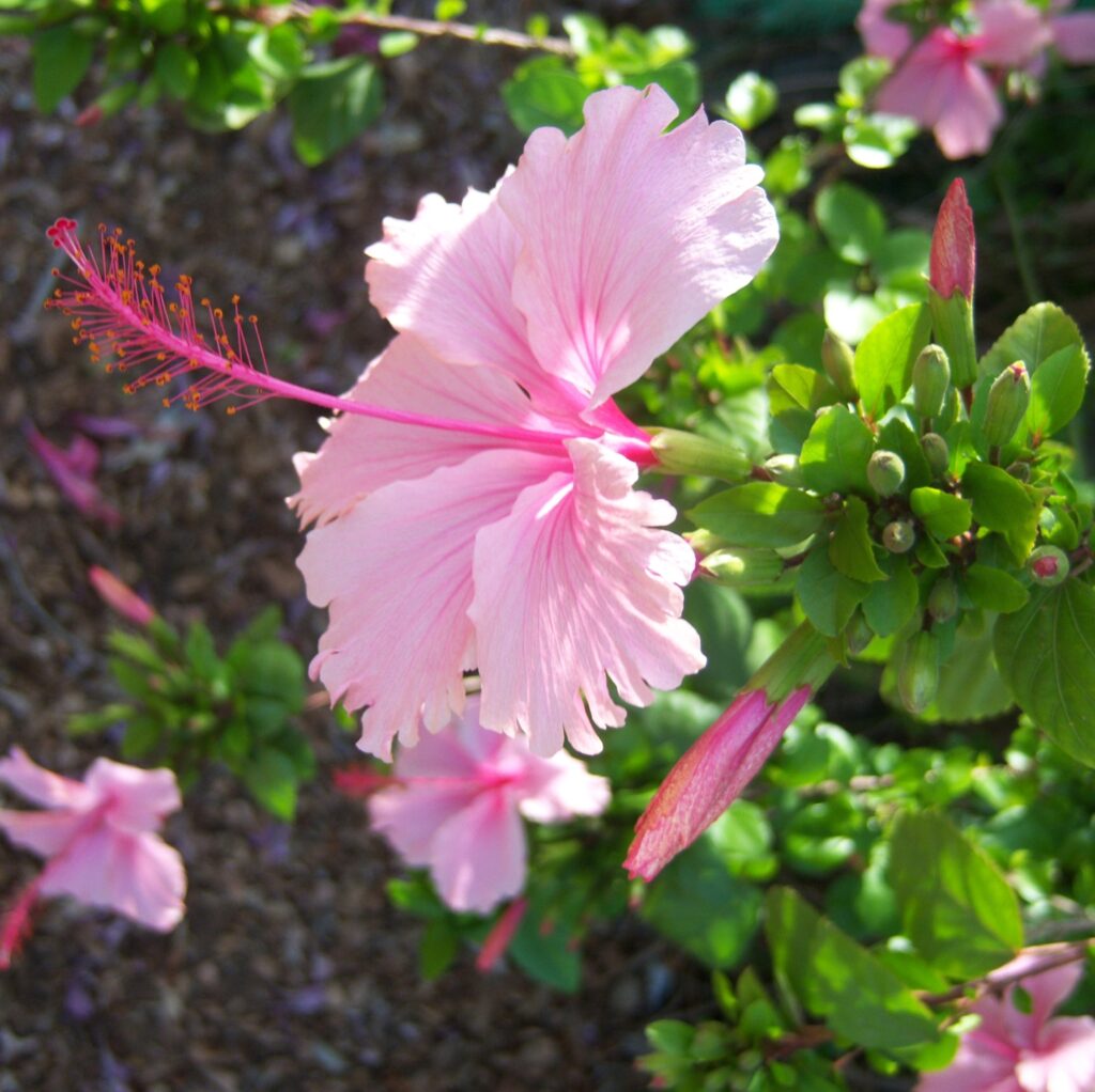 How To Grow And Care For Hibiscus Tree