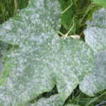 How to Identify, Treat And Prevent Powdery Mildew On Plants