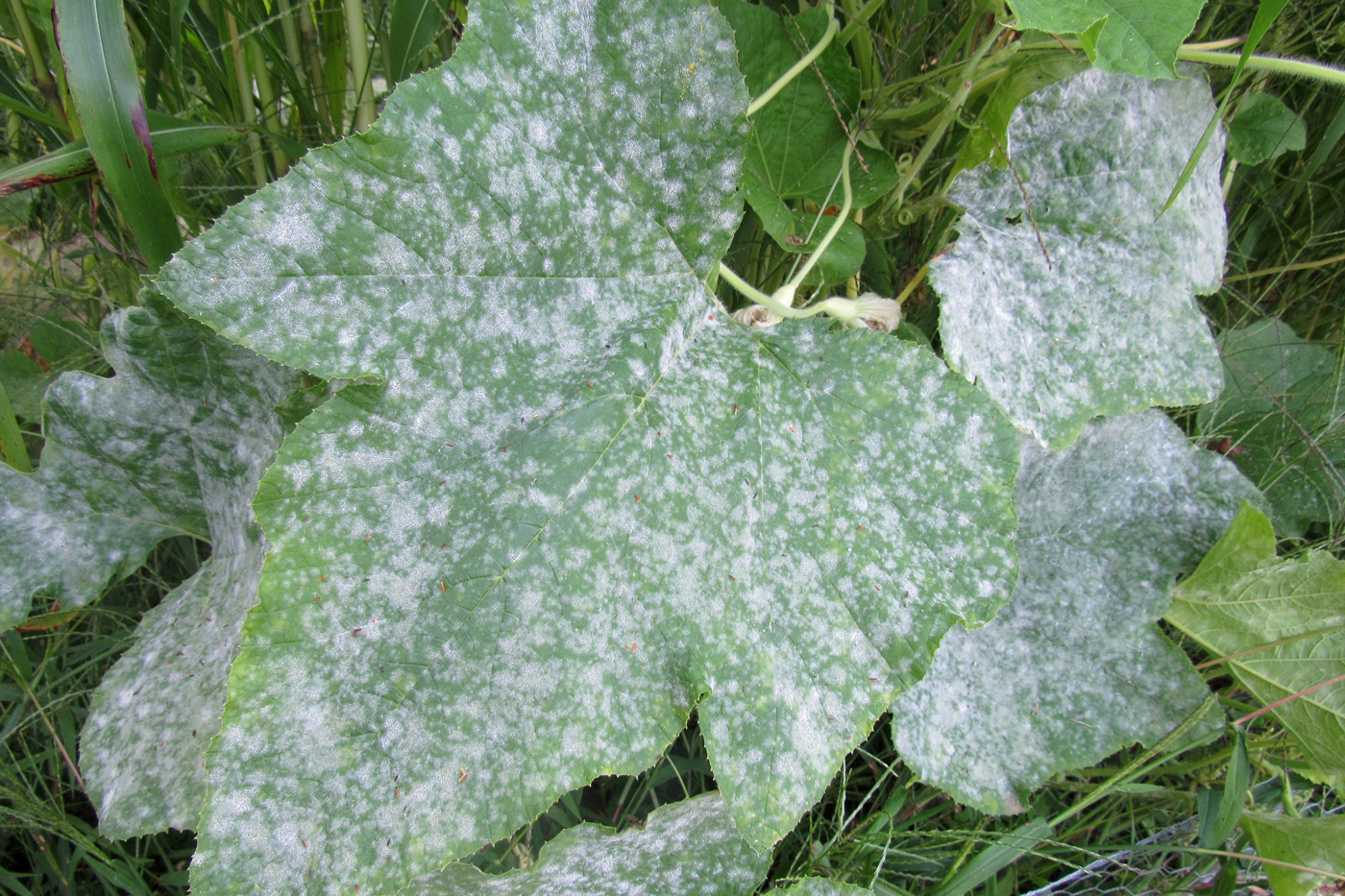 How to Identify, Treat And Prevent Powdery Mildew On Plants