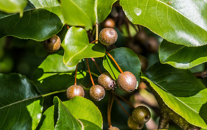 Top 10 Most Beautiful Small Trees For Your Garden