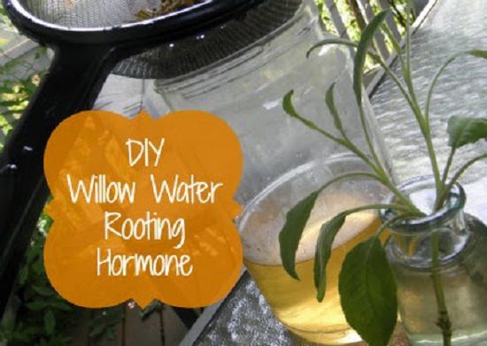 9 Powerful Homemade Rooting Hormones