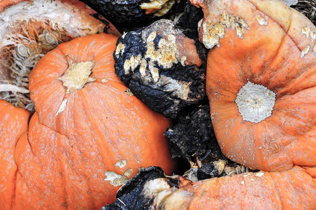 How to Recycle Your Pumpkins After Halloween