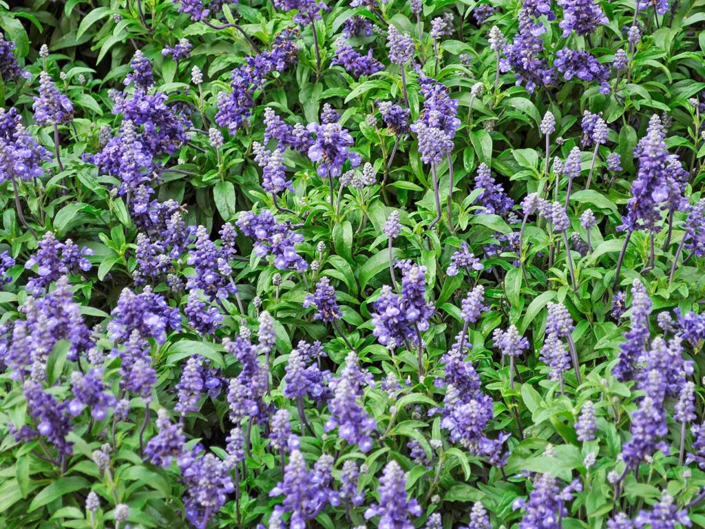 15 Powerful Medicinal Herbs You Should Grow