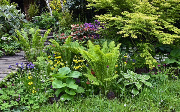 How to Create a Bog Garden