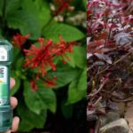 7 Effective Listerine Uses In Garden