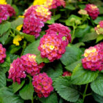 How To Grow And Care For Lantana