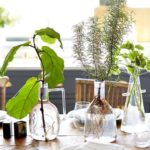 15 Herbs and Houseplants That Can Grow Hydroponically