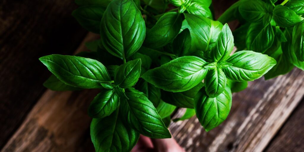 15 Powerful Medicinal Herbs You Should Grow