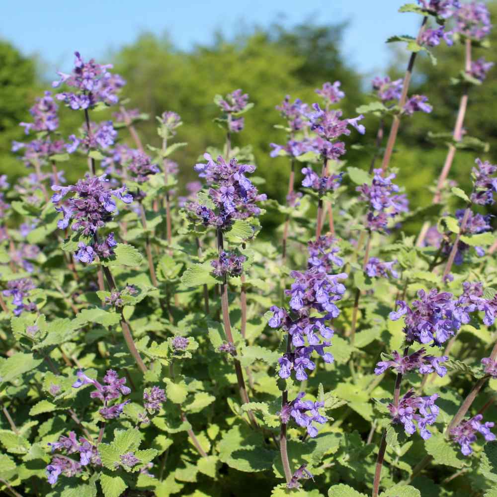 15 Powerful Medicinal Herbs You Should Grow