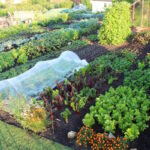 Why You Should Try The No-Dig Gardening Method