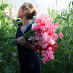 How to Grow Sweet Peas