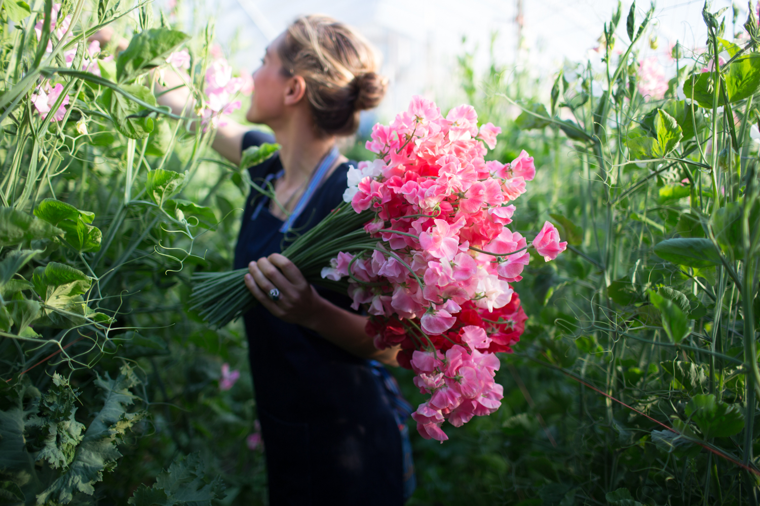 How to Grow Sweet Peas