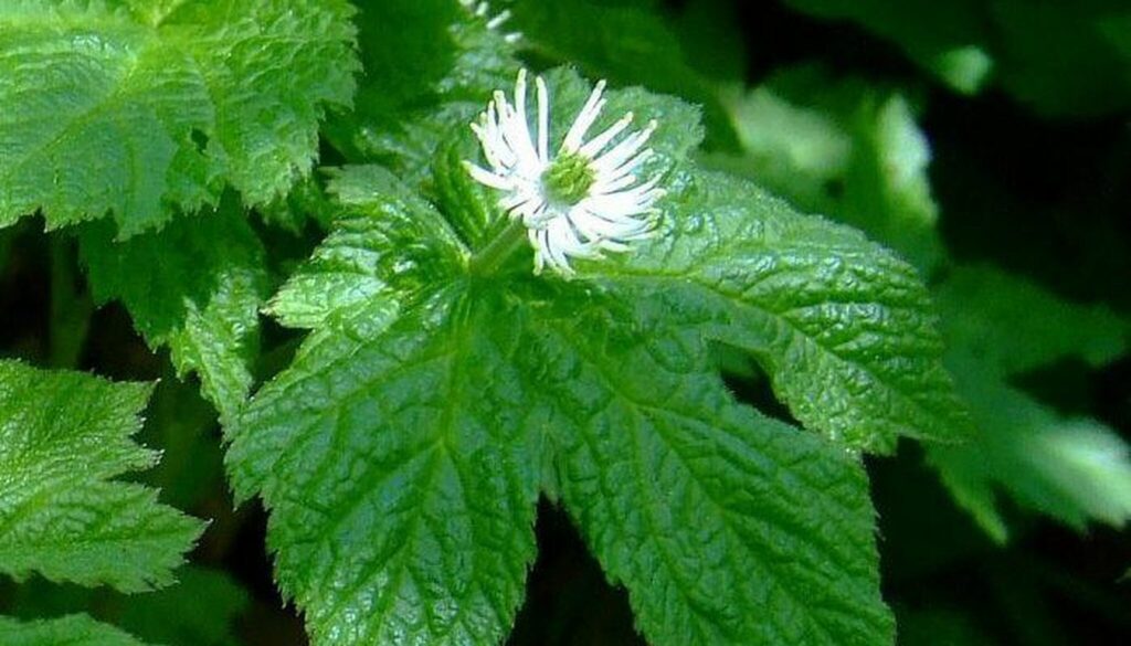 15 Powerful Medicinal Herbs You Should Grow