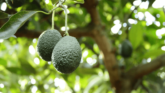 How  to Grow Avocado in Pot