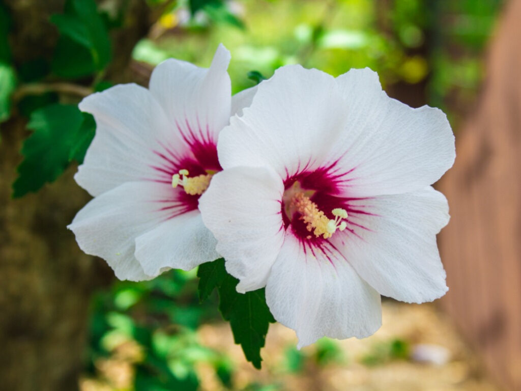 How To Grow And Care For Hibiscus Tree