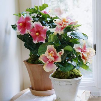 12 Houseplants That Bloom And Smell Incredible 