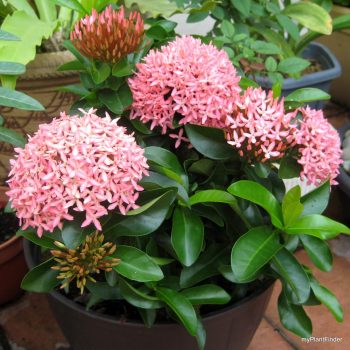 12 Houseplants That Bloom And Smell Incredible