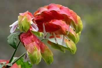 12 Houseplants That Bloom And Smell Incredible