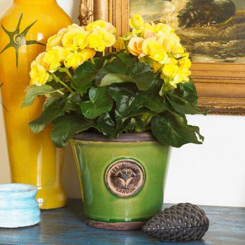 12 Houseplants That Bloom And Smell Incredible