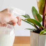 7 Effective Milk Uses In The Garden