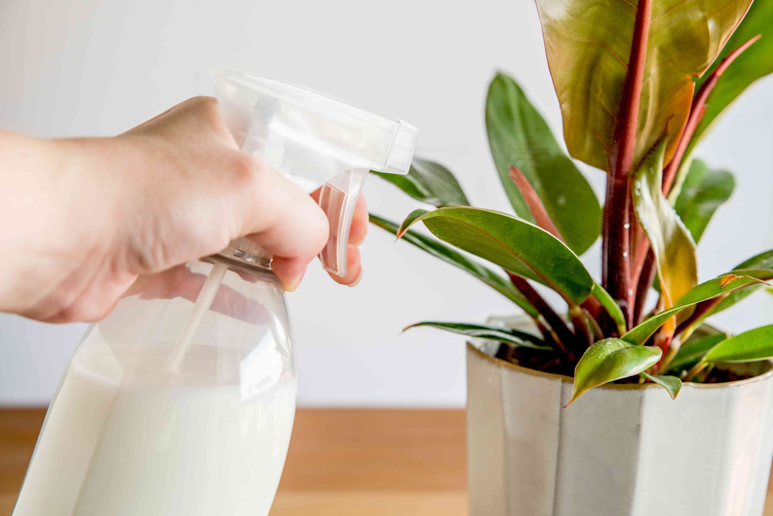 7 Effective Milk Uses In The Garden