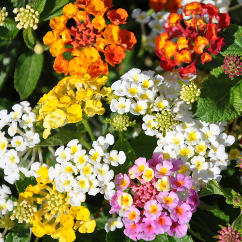 How To Grow And Care For Lantana