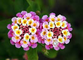 How To Grow And Care For Lantana