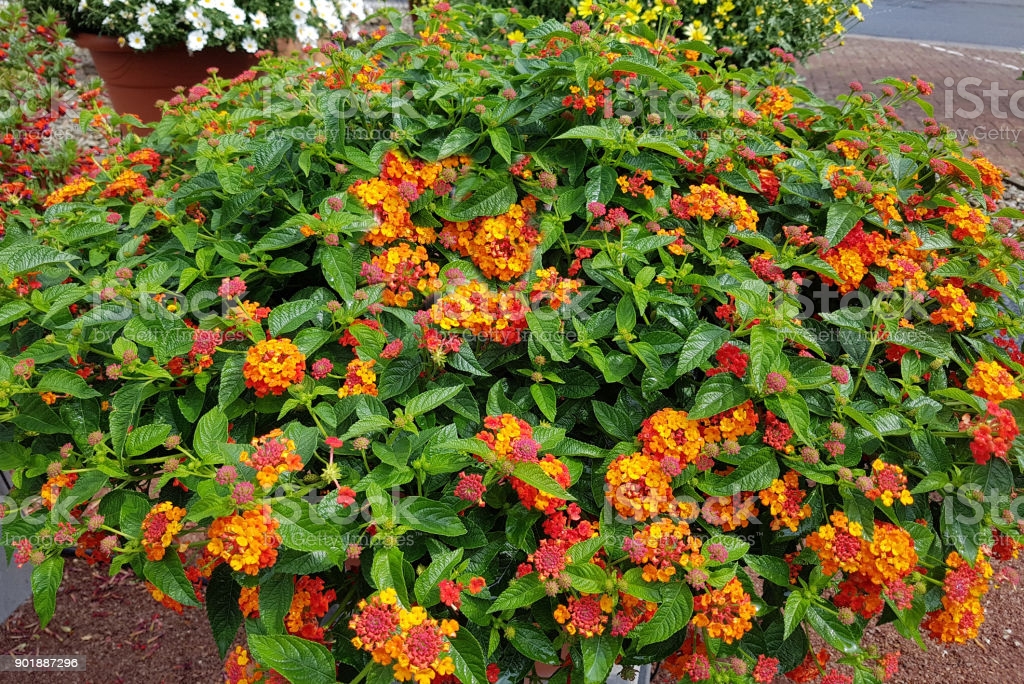 How To Grow And Care For Lantana