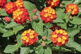 How To Grow And Care For Lantana