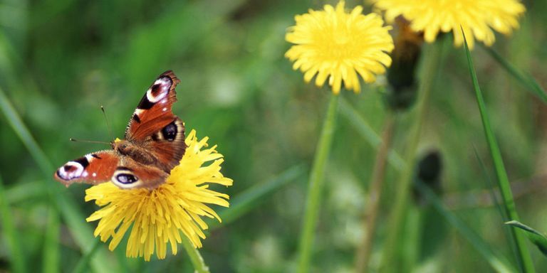 10 Surprising Things You Didn't Know About Your Garden