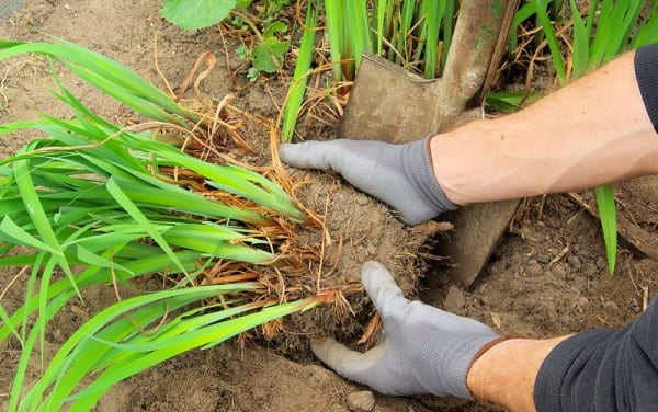 How to prepare your borders for winter