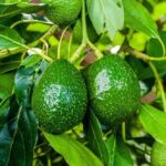 How to Grow Avocado in Pot