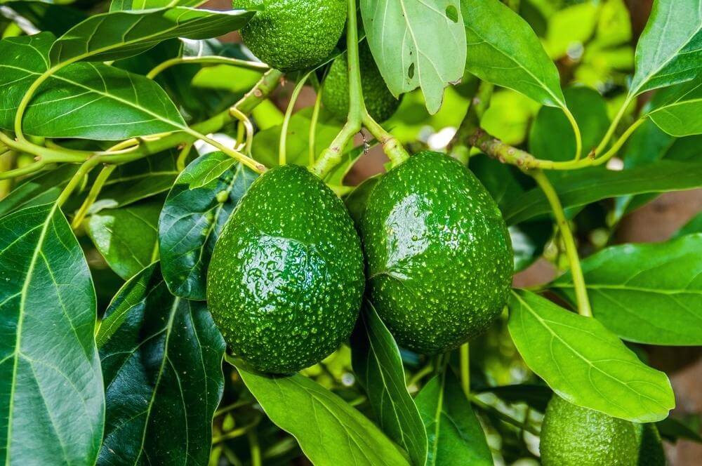 How to Grow Avocado in Pot