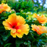 How To Grow And Care For Hibiscus Tree