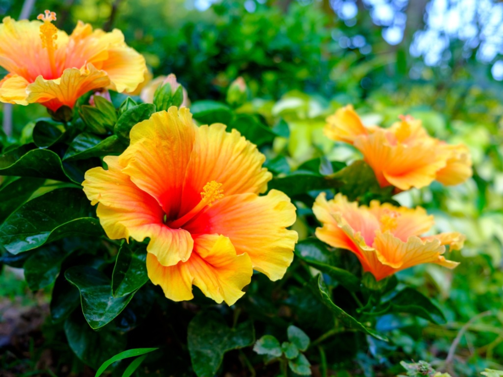 How To Grow And Care For Hibiscus Tree