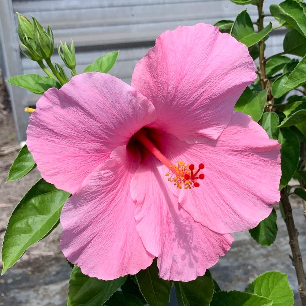 How To Grow And Care For Hibiscus Tree