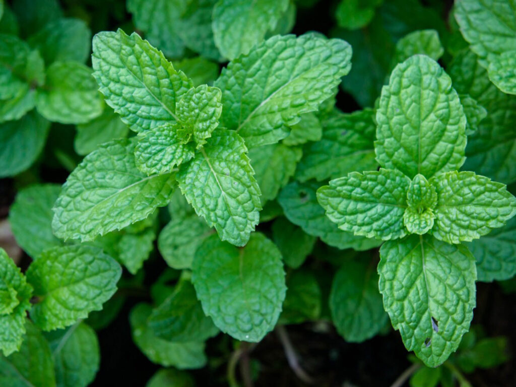 15 Powerful Medicinal Herbs You Should Grow