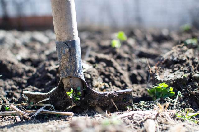 How  to Grow Avocado in Pot