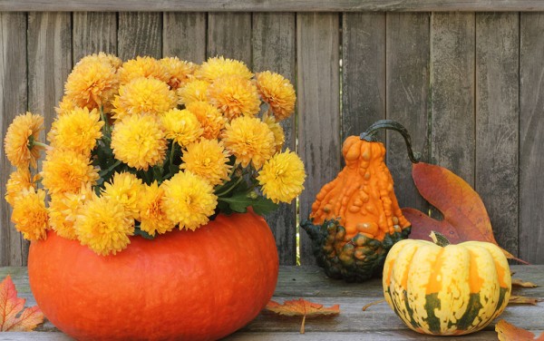 How to Recycle Your Pumpkins After Halloween