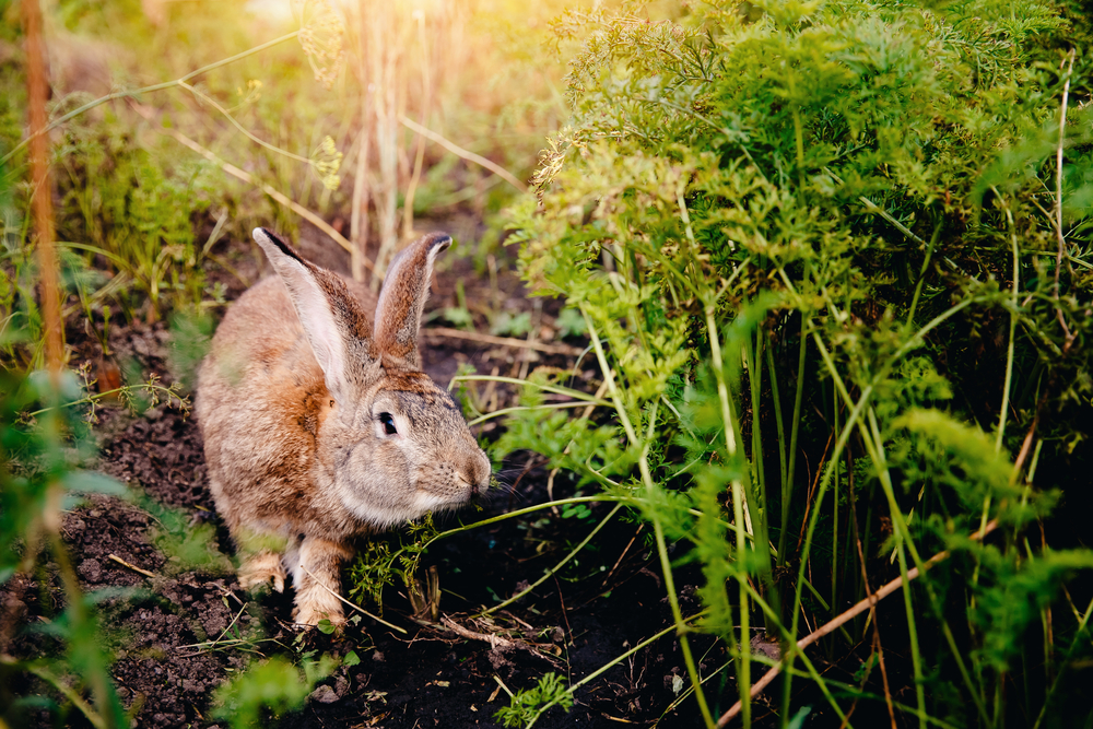 10 Effective Diatomaceous Earth Uses in Garden You Should Know