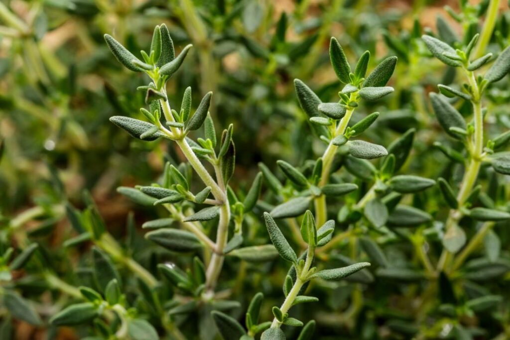 15 Powerful Medicinal Herbs You Should Grow