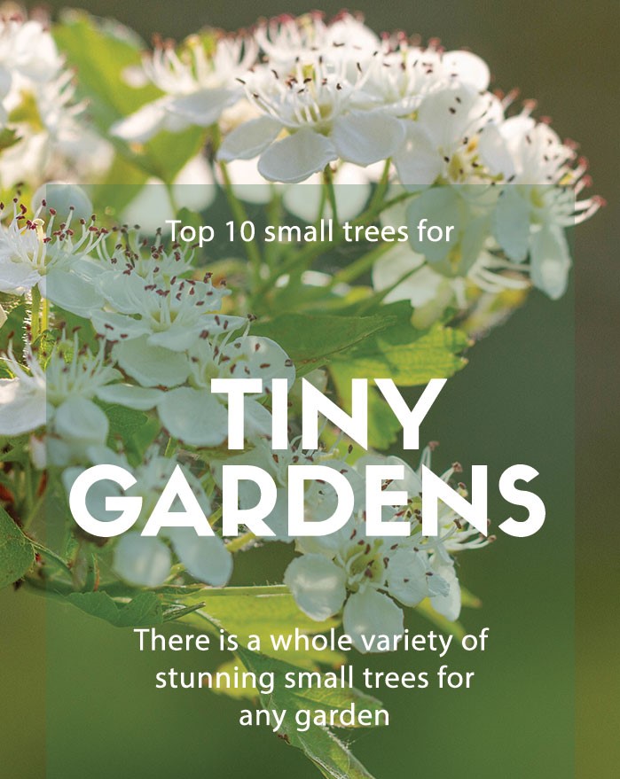 Top 10 Most Beautiful Small Trees For Your Garden