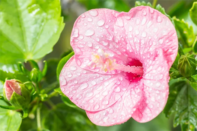 How To Grow And Care For Hibiscus Tree